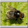 Merodon equestris - Narzissenschwebfliege 17.jpg